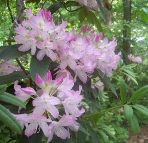 Hike the Rhododendron Trail